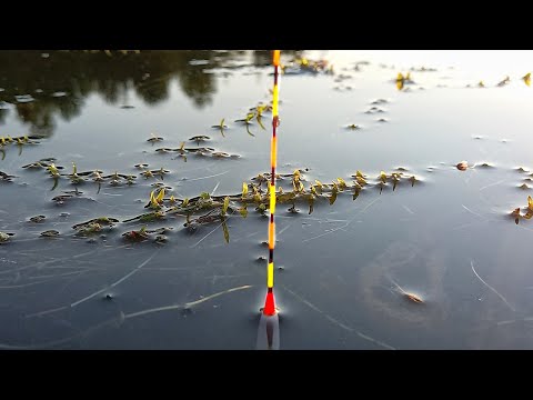 Видео: ТАКОЙ РЫБАЛКИ Я НЕ ОЖИДАЛ! РЫБАЛКА НА ПОПЛАВОК