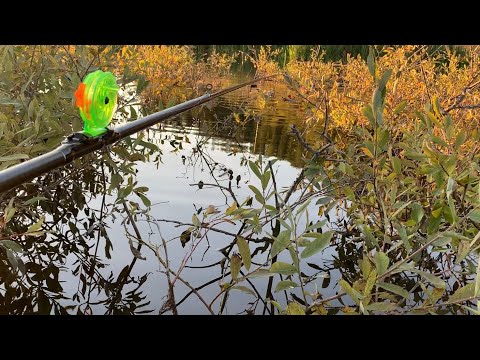Видео: Эта снасть достанет карася хоть откуда!!! Ловля на боковой кивок!!!