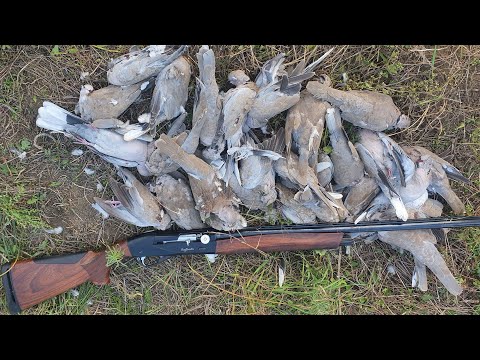 Видео: Охота на голубя