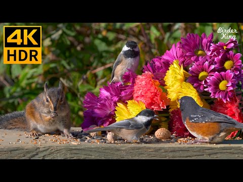 Видео: Кошачье телевидение 😺❤️💐 Гвоздики, птички-матери и милые белки 🐿 8 часов (4K HDR)