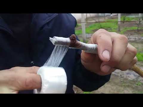 Видео: Чор усули пайванди ангур.Кисми1.