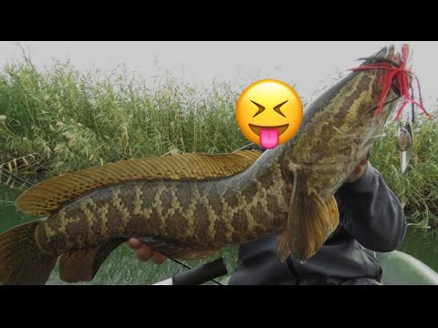 Видео: Охота на змееголова 2 . Илонбош ови 2