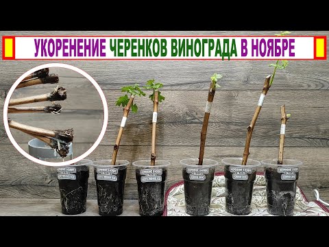 Видео: 🍇 Укоренил черенки винограда в ноябре! Пересаживаю в контейнера с грунтом. В мае "сигналка"?)))