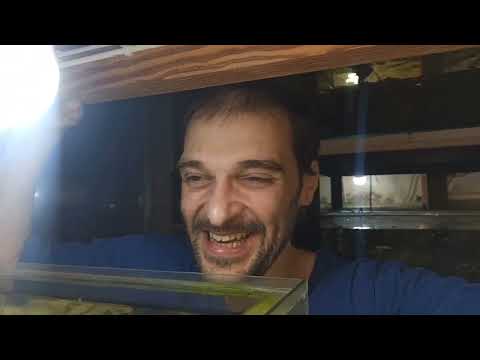 Видео: Строим Сижу!!)) Аквариумистам смотреть до конца!!)