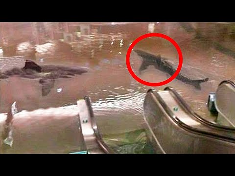 Видео: 10 Случаев, Когда Стекло в Аквариуме Оказалось Недостаточно Прочным