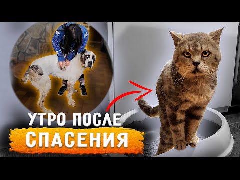 Видео: Снова ночью в клинику.  Изюм удивляет, 2 дня терпел. Целуем Нукера. У Линды рана. Обзор из котизала.