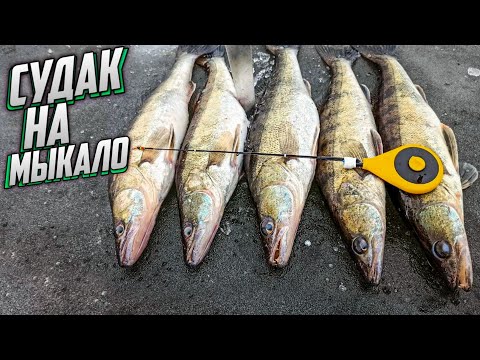 Видео: !!! ШОК !!! Так СУДАКА Я  еще не ЛОВИЛ, Ловля судака в ГЛУХОЗИМИЕ, Ловля судака зимой, Судак