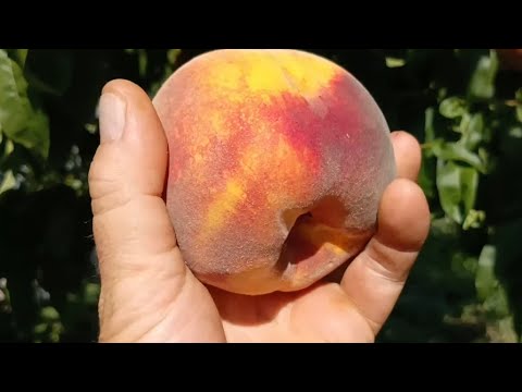 Видео: Персик Флемінг Фьюрі 24-007. Peach PF-24-007. Один з найкращих пізніх промислових сортів
