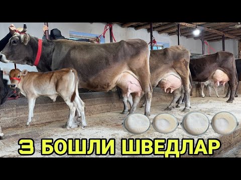 Видео: АРЗОНЧИ АКАДАН ТОЗЗА САВАЙ ШВЕД СИГИРЛАР СОТИЛАДИ SOTILADIGON SHIVED SIGIRLAR NARXI 30 октября 2025