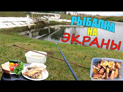 Видео: Ловлю и ЖАРЮ РЫБУ на рыбалке! ЭКРАНЫ снова меня не подвели!
