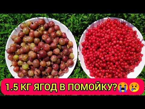 Видео: Проверка рецепта! Желе ТРЕХМИНУТКА из крыжовника и смородины🔥🔥