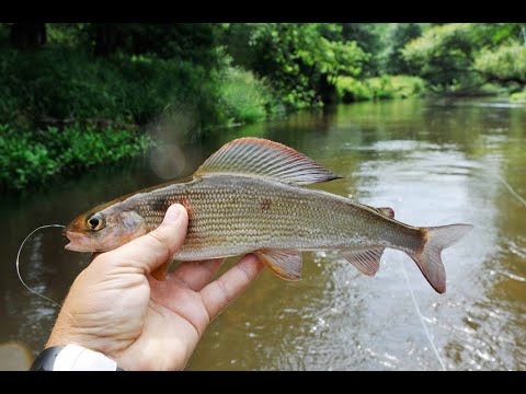 Видео: Хариус и форель не далеко от Москвы в дикой природе!!!
