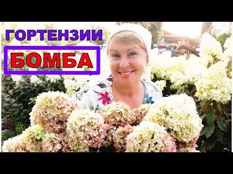 Видео: Лучшие гортензии в моем саду. Конец лета- обработка и подкормка