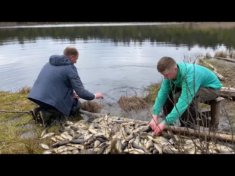 Видео: Зариблення. Човном через Стохід, тачками доставка коропа до озера