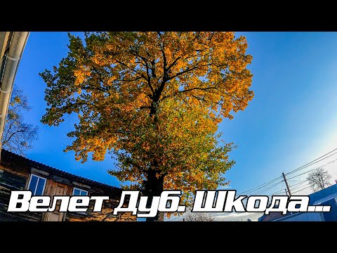 Видео: Величезний дуб над дахом та огорожею