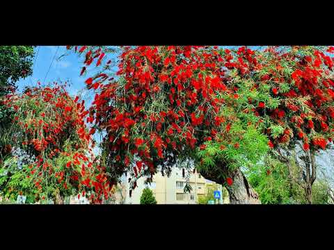 Видео: Израиль  2020г  Кирьят Гат