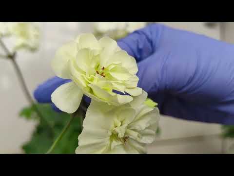 Видео: Зацвели зонартики.