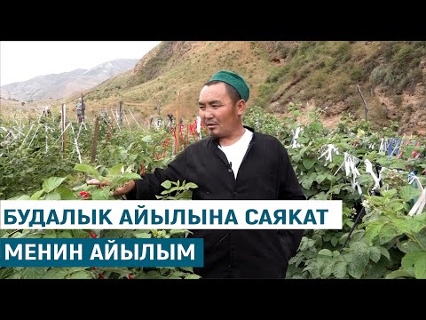 Видео: БУДАЛЫК АЙЫЛЫНА САЯКАТ//МЕНИН АЙЫЛЫМ КӨРСӨТҮҮСҮ