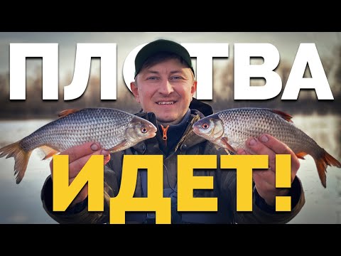 Видео: ⚠️ ХОД ПЛОТВЫ ⚠️ Не пропусти❗️ Рыбалка на ДЕСНЕ! Узнай ГДЕ искать и на ЧТО клюет❗️КЛЮЧ к успеху 👌