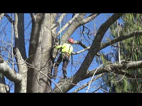 Видео: Лазание по деревьям — ходьба по веткам и перенаправление по траектории