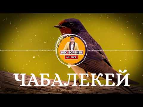 Видео: БЕК БОРБИЕВ - ЧАБАЛЕКЕЙ