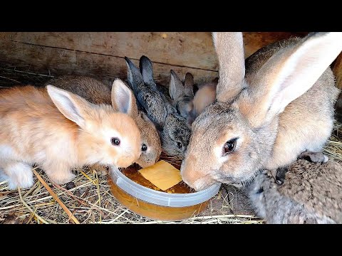 Видео: Профилактика от кокцидиоза кроликов! Лучший способ!