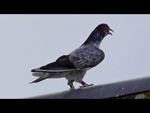 Видео: Супер Игра! Сильный Бой! Первые результаты Молодые Бакинские Голуби 2025