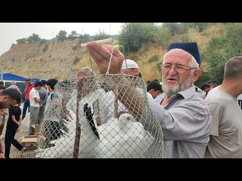 Видео: кафтар бозор чойи аник нес холо  бозори мехригон 18.08.24.сол.