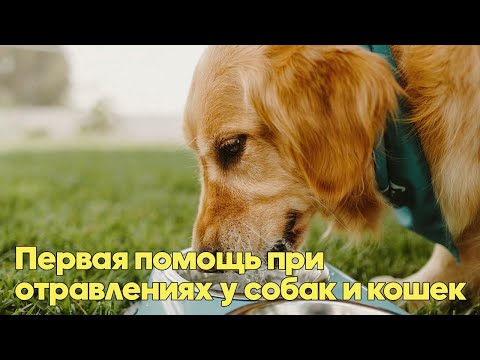 Видео: ПЕРВАЯ ПОМОЩЬ ПРИ ОТРАВЛЕНИЯХ У КОШЕК И СОБАК. Советы Ветеринарного Врача