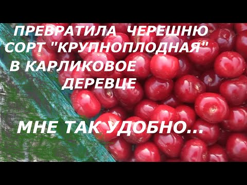 Видео: Превратила черешню сорт "КРУПНОПЛОДНАЯ" в карликовое деревце. Мне так удобно...