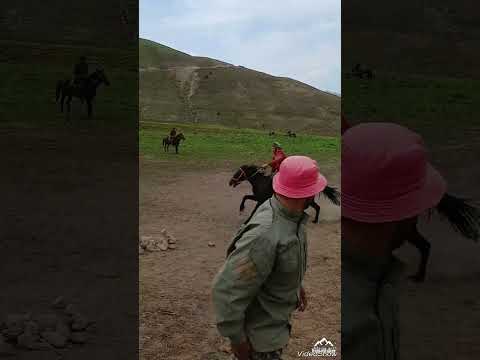 Видео: бузкаши дар сафедорон дар майдони сафедсанг
