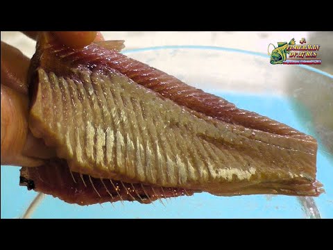 Видео: Простой рецепт засолки сельди, Просто не значит плохо, это отличный рецепт!