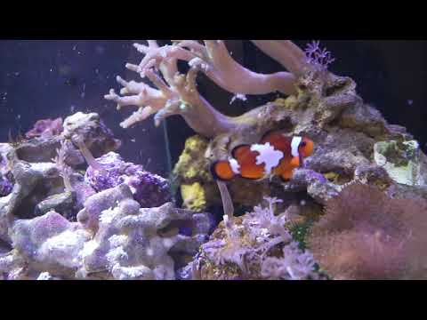 Видео: Море. Кормление актинии и родаксисов.