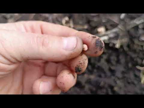 Видео: Посів зимуючого гороху.