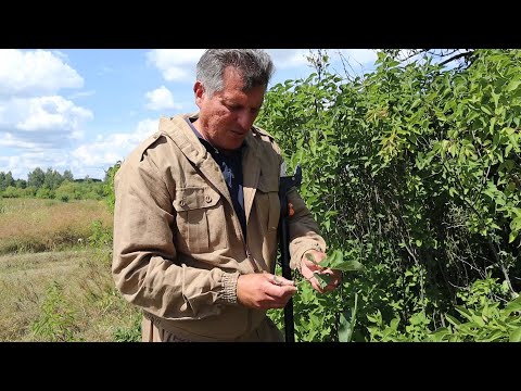 Видео: В поисках старинной яблони