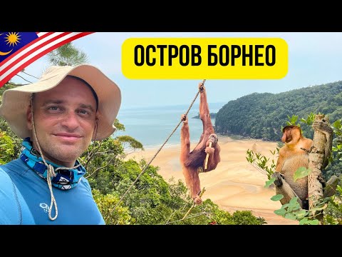 Видео: 🦧 Из джунглите на остров Борнео, Малайзия 🇲🇾