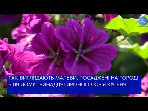 Видео: Тринадцятирічний школяр Юрій Кусень вирощує квіти мальви та календули для захисників на фронт