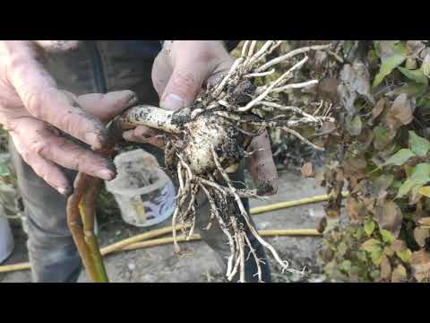 Видео: Выкапываем каллы на зимнее хранение! Первый мороз -2 ночью  23.10.2021 г .