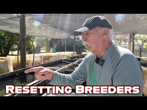 Видео: Зима близко — переносим хрупких породистых животных в помещение!