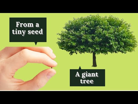 Видео: Как вырастить шелковицу из семян