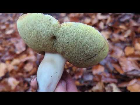 Видео: Білі гриби і червоняки помаранчеві в Карпатах 09.11.2025@ГрибиКарпатзЮріємВасильовичем