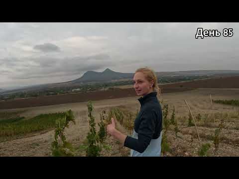 Видео: Большая Русская Винная Экспедиция. 12-13-14 НЕДЕЛИ. #виноделие #интервью