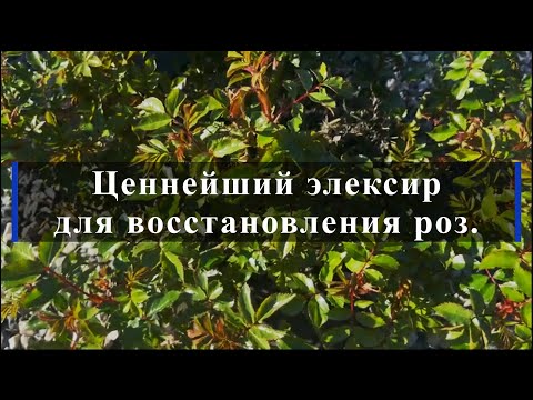 Видео: Ценнейший эликсир для восстановления роз. Питомник растений Е. Иващенко