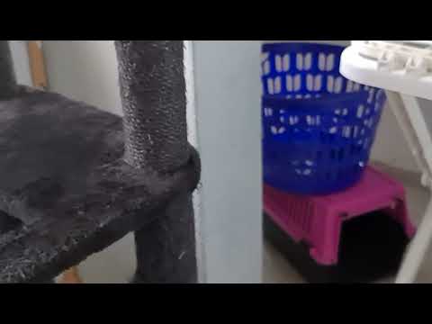 Видео: #cat #веселыекоты 