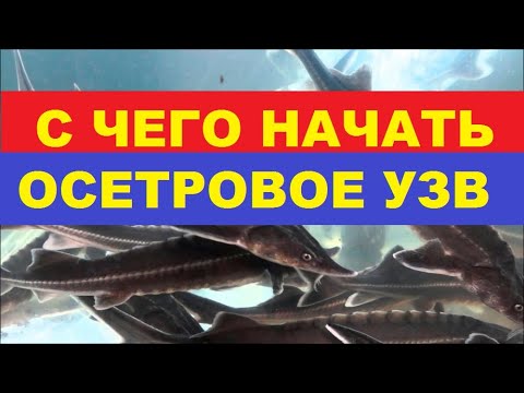 Видео: С ЧЕГО НАЧАТЬ ОСЕТРОВОЕ УЗВ