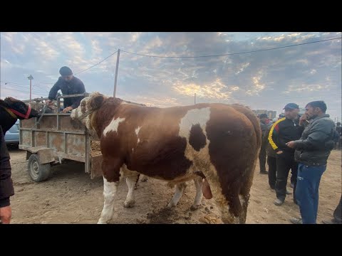 Видео: ХОРАЗМ МОЛ БОЗОРИ Xorazm universal  в прямом эфире!