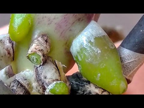 Видео: СТАВЬ орхидеи В ЭТО! корни ВЗОЙДУТ, листья ВЫЗВУТСЯ, орхидеи СПАСУТСЯ❤️! корни КЛЮНЮТ💯 орхидеи!