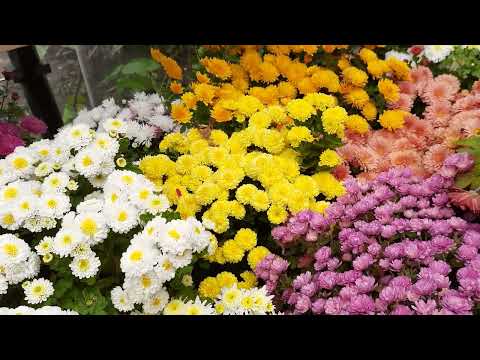 Видео: ПОЧЕМУ ЖЕ НЕ ЦВЕТУТ ХРИЗАНТЕМЫ???
