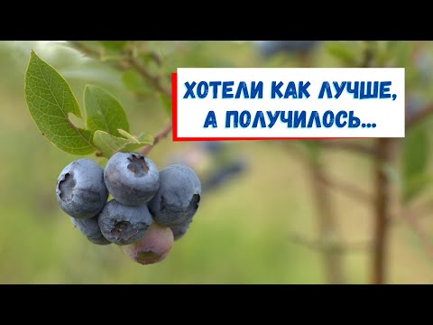 Видео: К чему приводит передоз удобрения