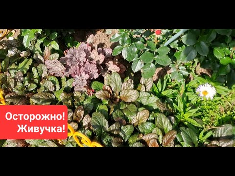 Видео: Осторожно! Живучка!